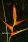 Heliconia latispatha 'Jamaican Orange'